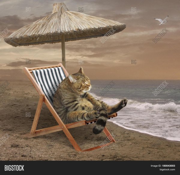 котик в отпуске