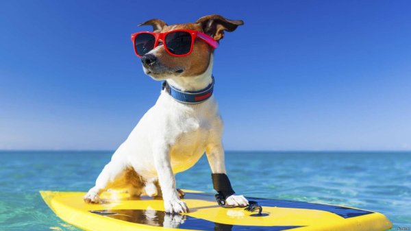 собачий серфинг