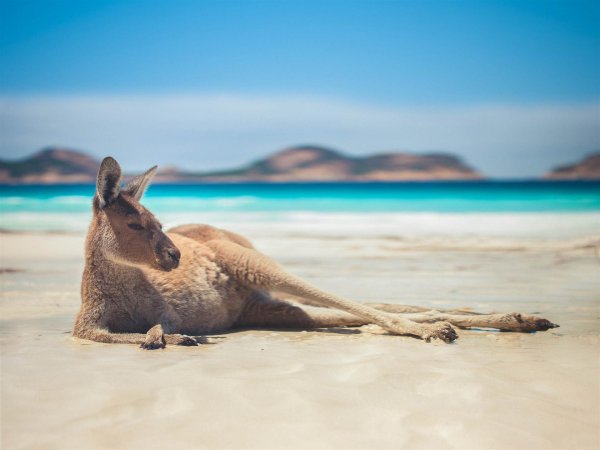 австралия животное