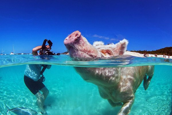 багамские острова свинки