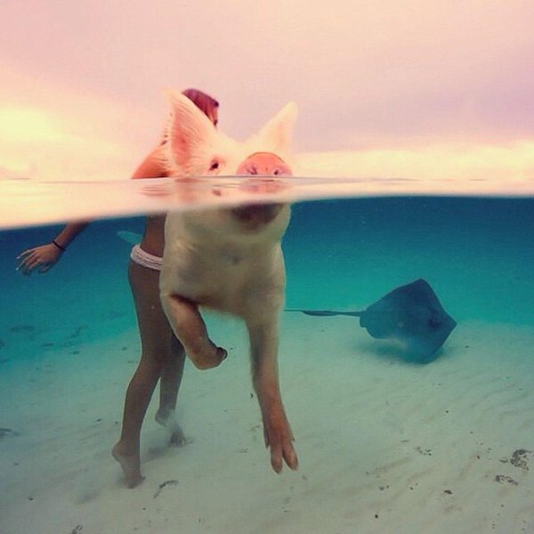 биг мэйджор кэй багамские острова