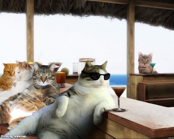 котик отдыхает