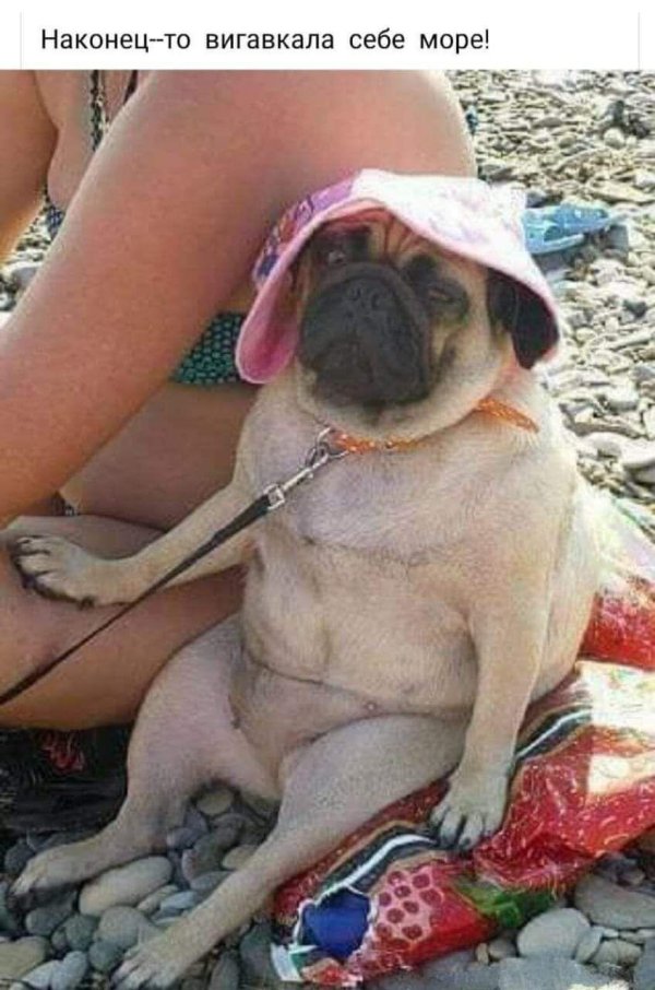 веселый мопс