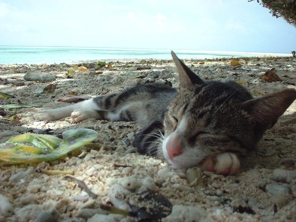 котики на море