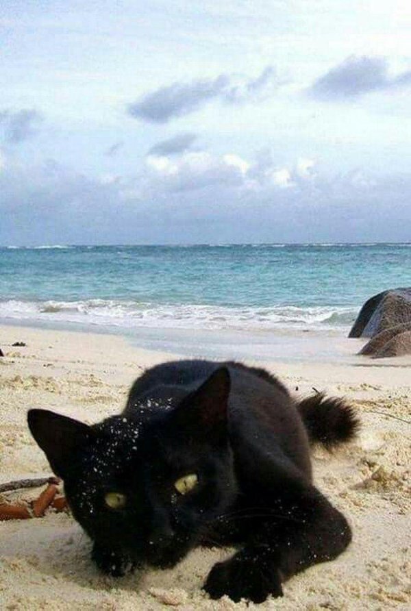 кошка бомбейская