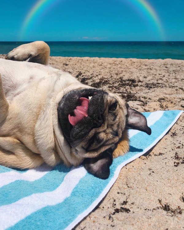 веселый мопс