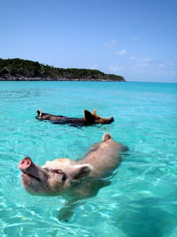 водоплавающие свиньи багамы