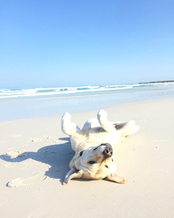 собака в отпуске