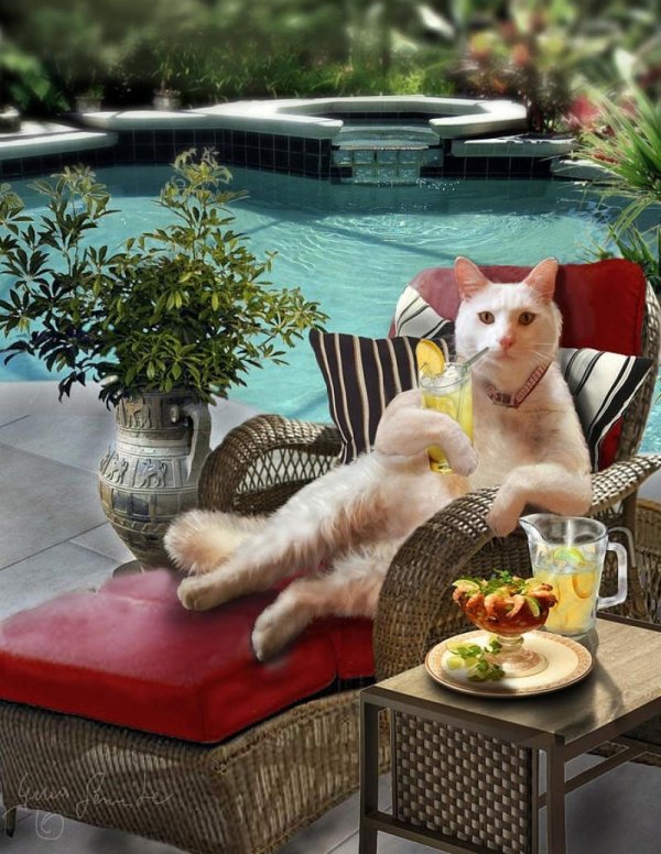 котик отдыхает