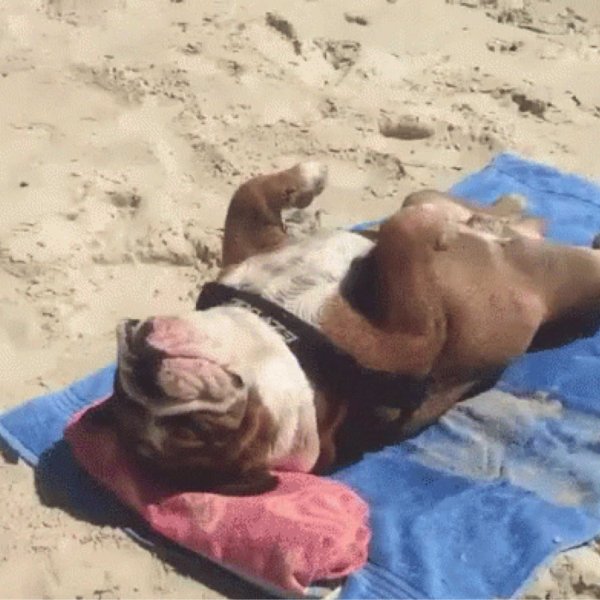 собака отдыхает