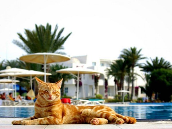 турецкая анатолийская кошка рыжая