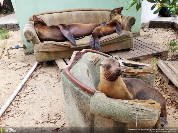 тюлений отдых