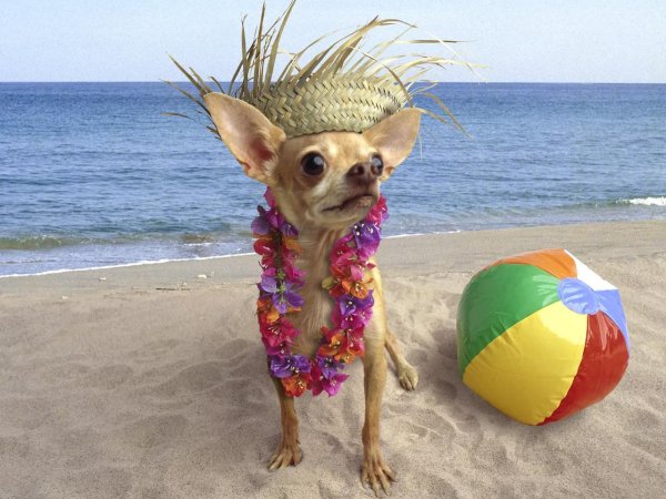 чихуахуа в сомбреро