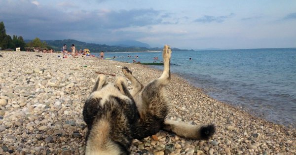 абхазии отдых