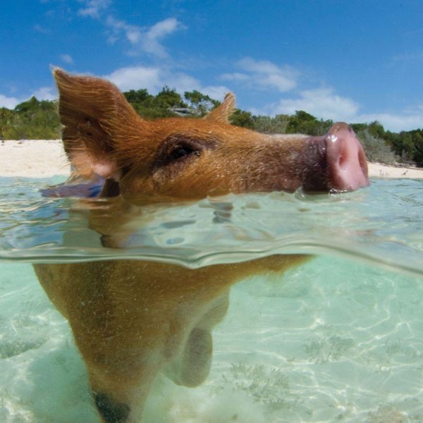 биг мэйджор кэй