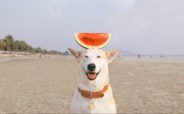 собаки улыбаки