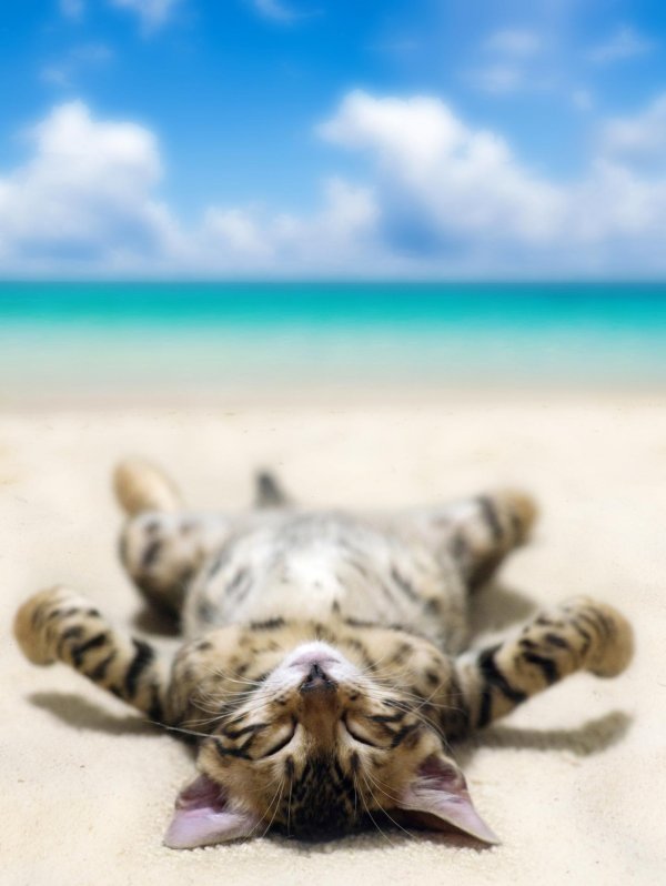 котики на море