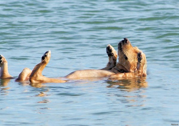 плавающие животные