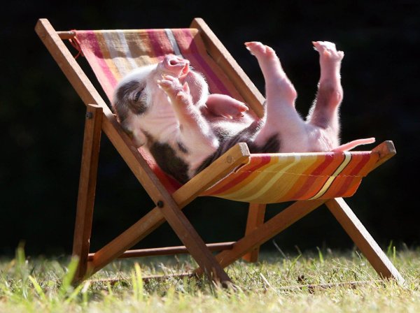 домашняя свинья