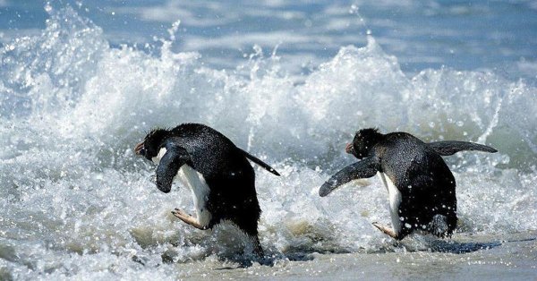 пингвины пингвин