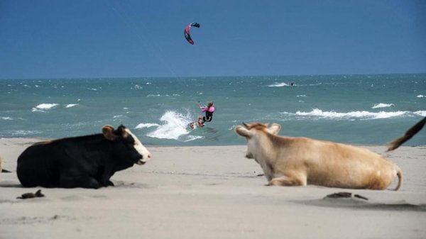 корова на берегу