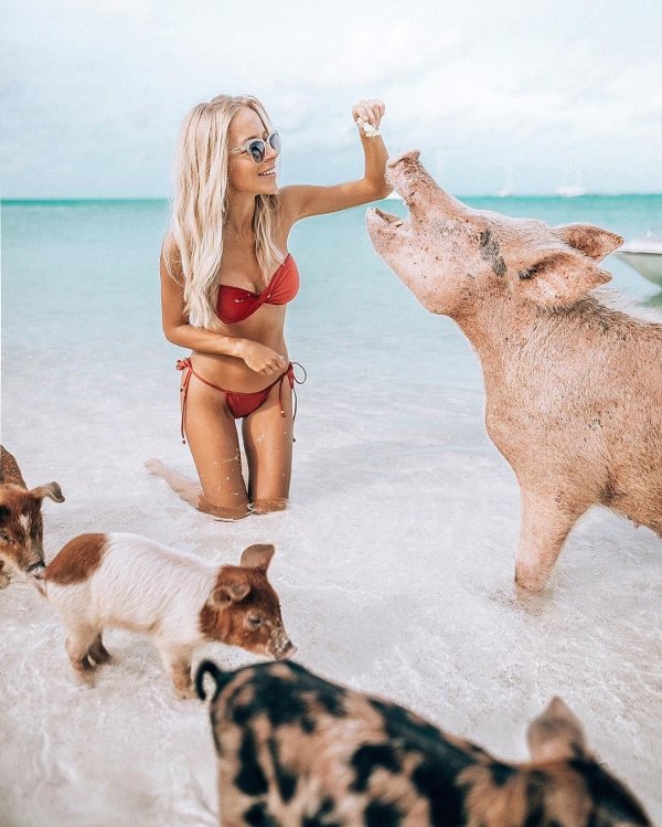 пиг бич багамские острова