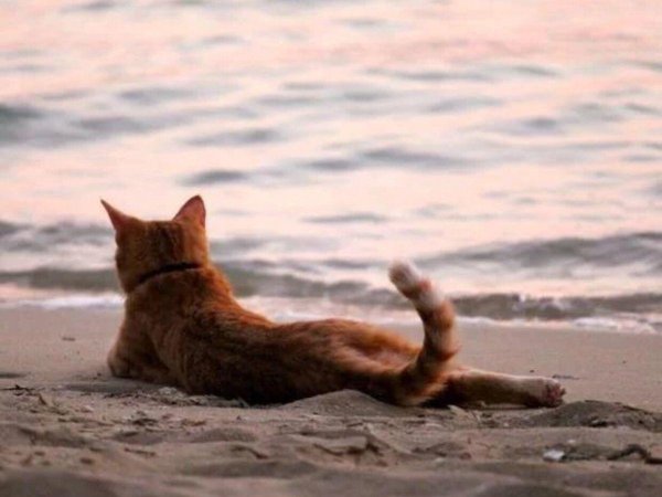 котики на море