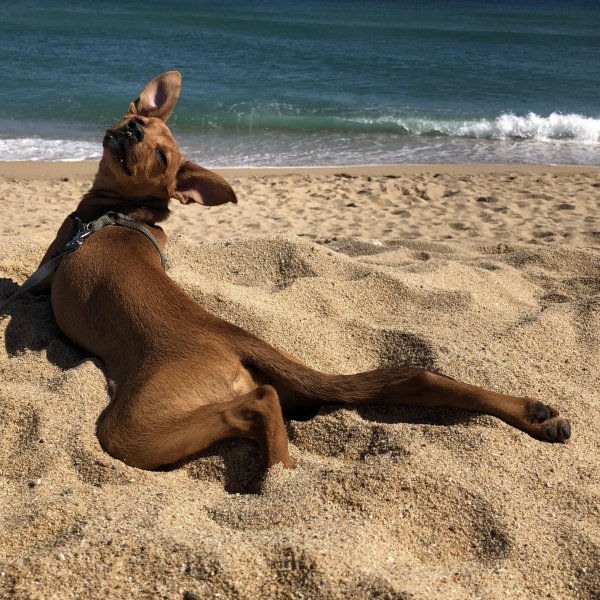 собака отдыхает