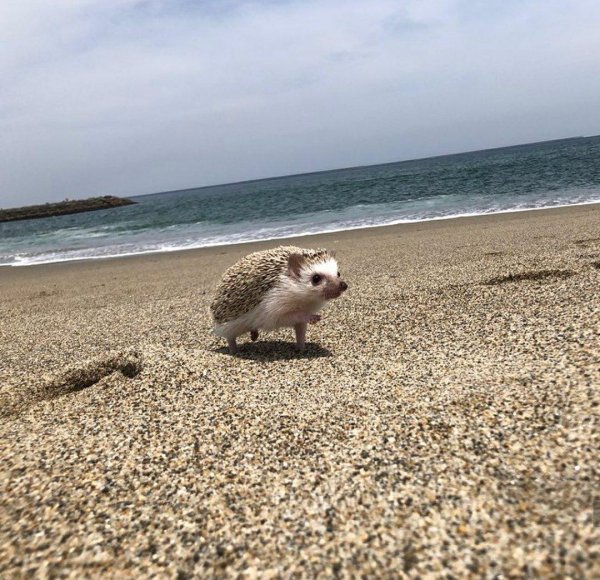 крымский еж