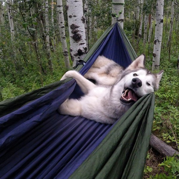 забавные хаски