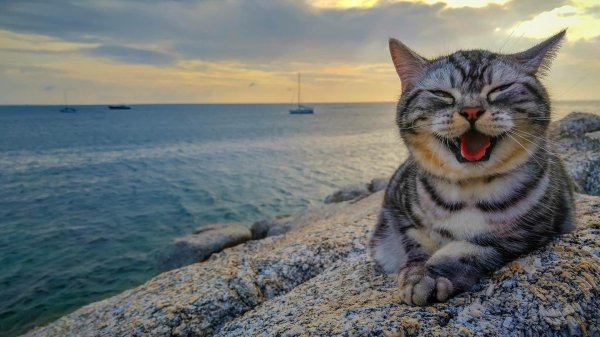 довольный кот