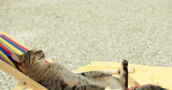 лежак для кота