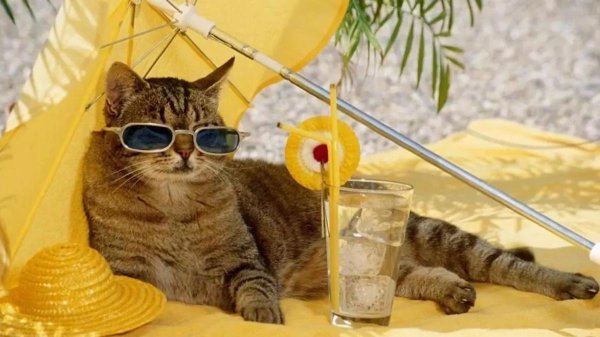 кот отдыхает