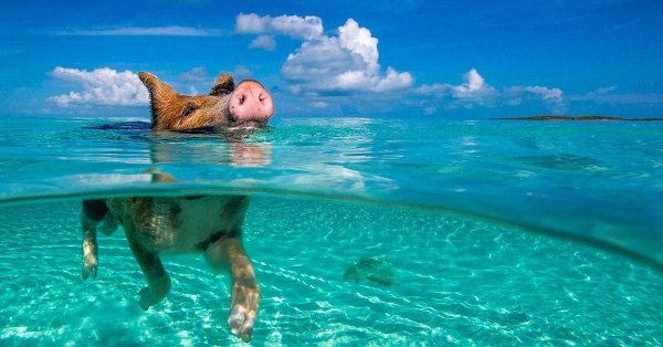 остров эксума багамы