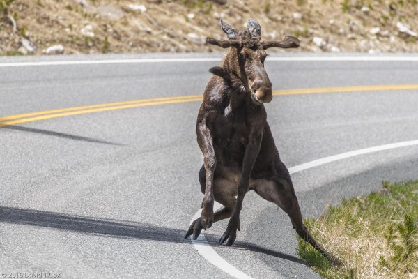 олени на дороге