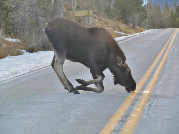 дикие животные на дороге