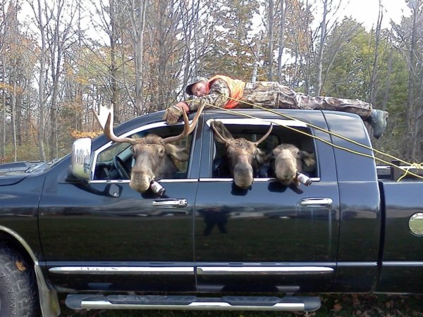 машины браконьеров