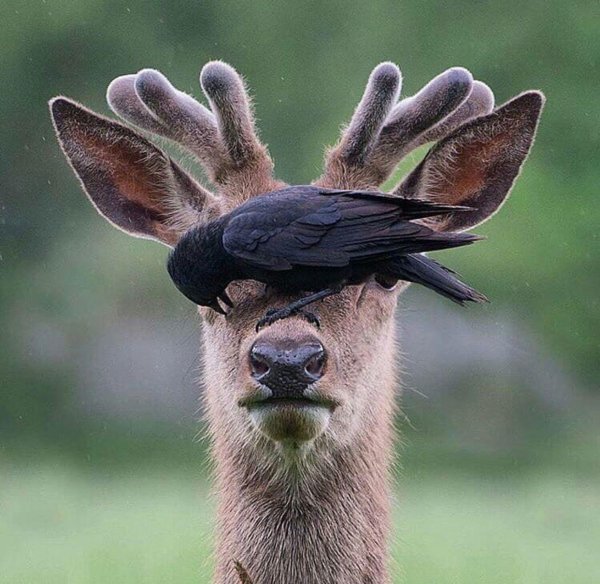 тупой олень