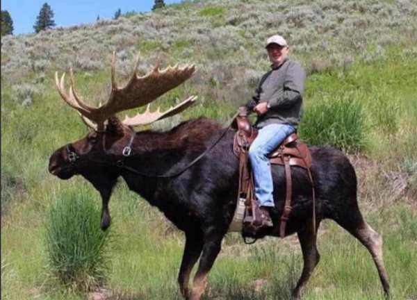 верхом на лосе