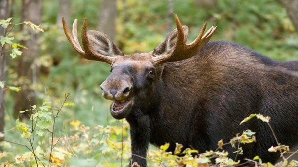 канадский лось