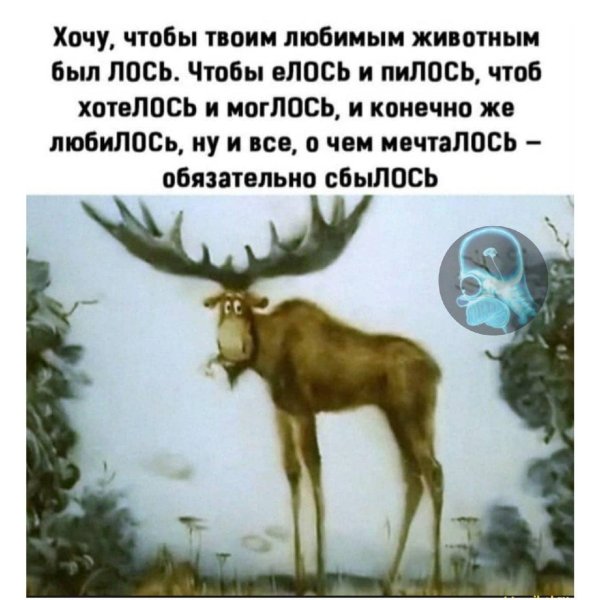 любимое животное