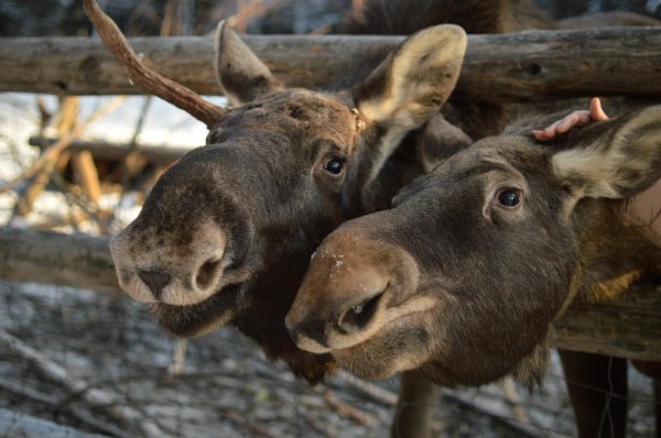 лосеферма сумароково кострома
