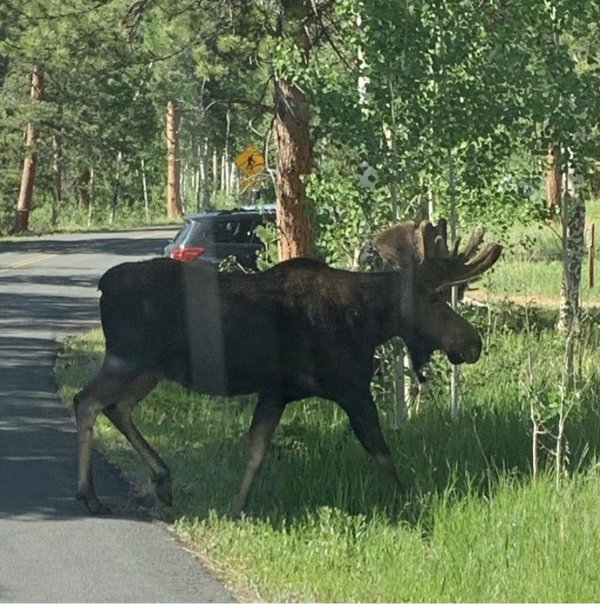 лоси на дороге