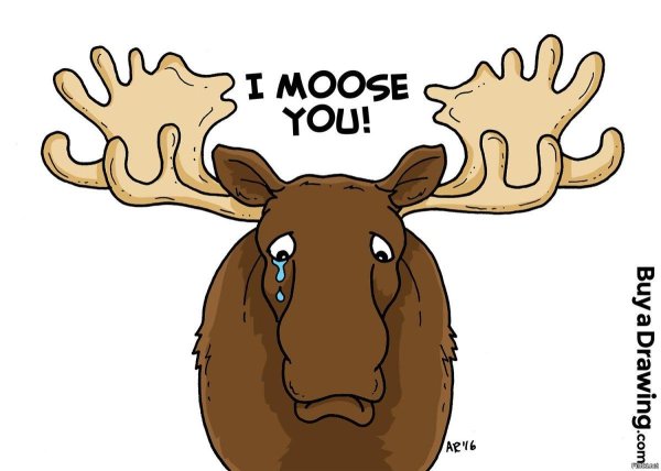 moose moose