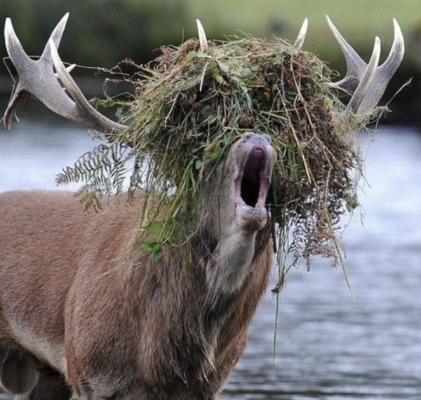 рогатый олень