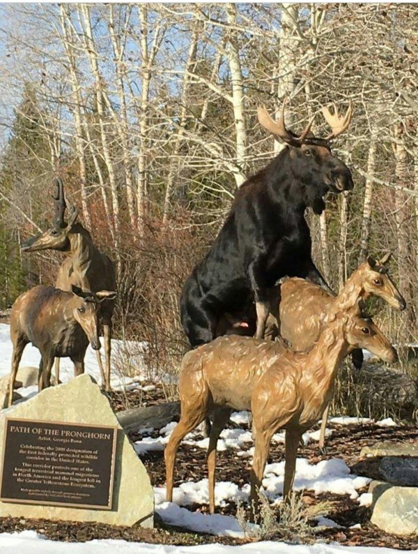 спаривание лосей