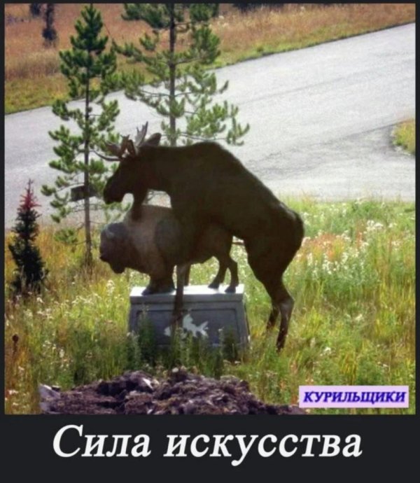 спаривание лосей