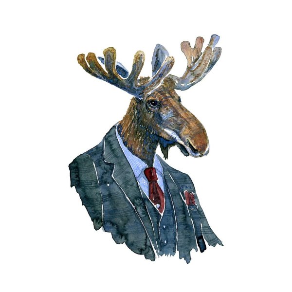 животные в костюмах