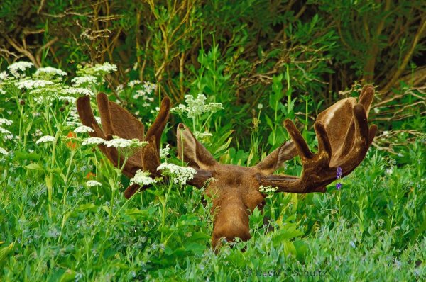 прикольные фото лося