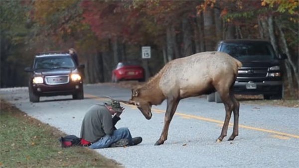 олени нападают на людей